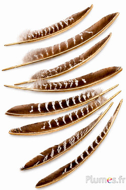Fazant van Colchis gouden schacht - 18-22 cm - natuurlijk